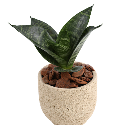 Mini Espada de São Jorge no Cachepot P