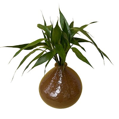 Bambú da Sorte no Vaso Marrom M