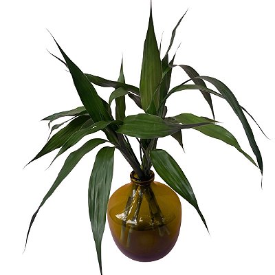 Bambú da Sorte no Vaso Âmbar M