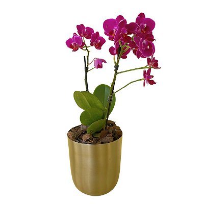 Orquídea no Vaso Dourado