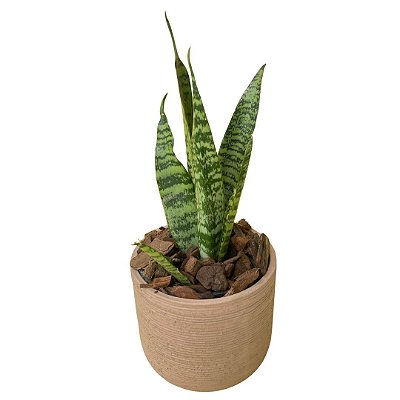 Espada de São Jorge no Vaso Nude