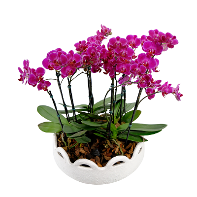 Orquídeas (Pink ou Branca) Vaso Branco