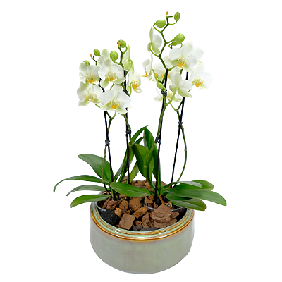 Orquídeas (Brancas ou Pink) Vaso Verde