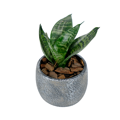 Espadinha de São Jorge no Vaso Chumbo