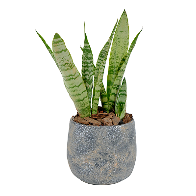 Espada de São Jorge no Vaso Chumbo