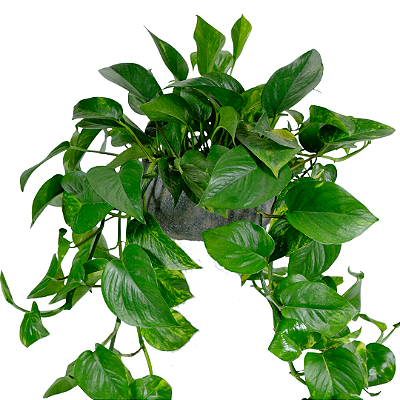 Jibóia no Vaso Chumbo