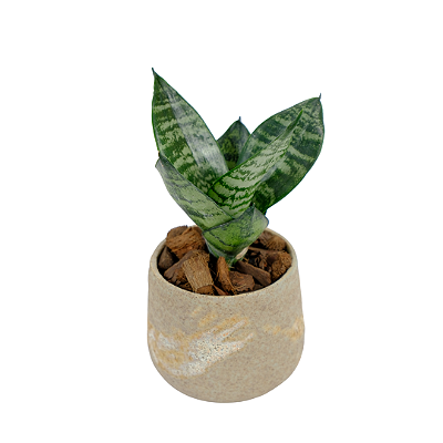 Espadinha de São Jorge no Vaso Areia