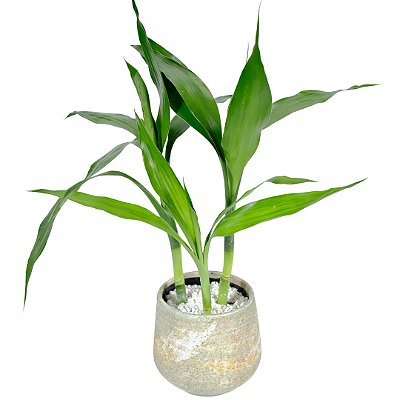 Bambú da Sorte no Vaso Areia