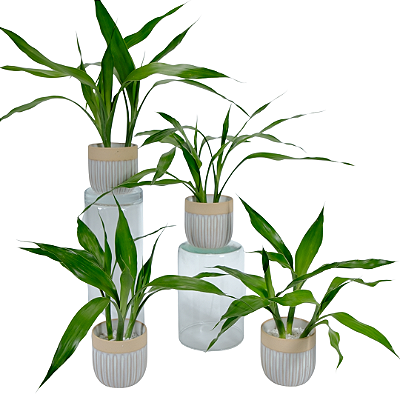 Kit Vasinhos Mini Bambú da Sorte