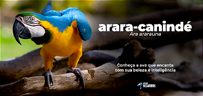arara