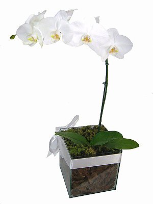 Orquídea Branca no Vidro