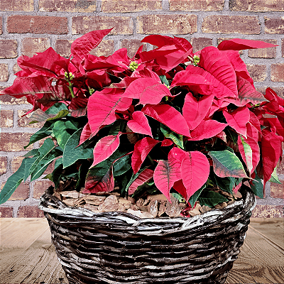 Cesta de Poinsétia