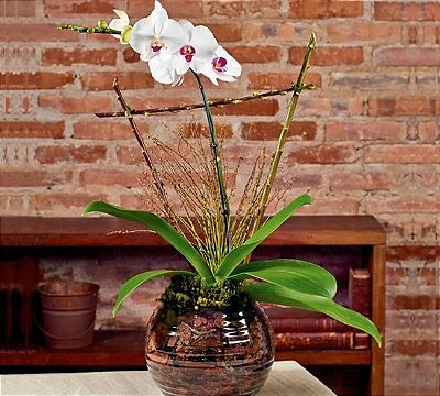 Orquídea phalaenopsis semi alba