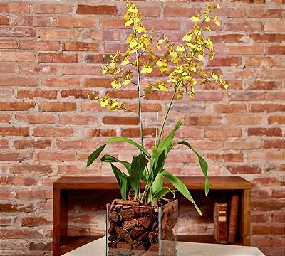 Orquídea Oncidium em base de vidro