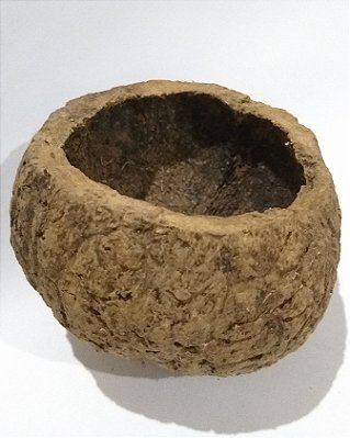 Coco Castanha