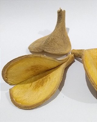 Aspidosperma II