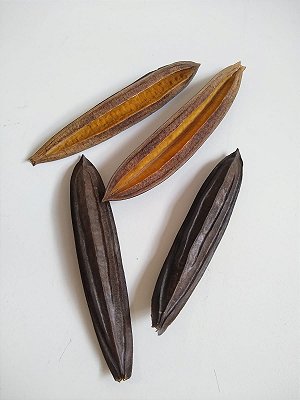 Cápsula Ipê