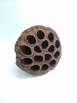 Vagem Lótus G