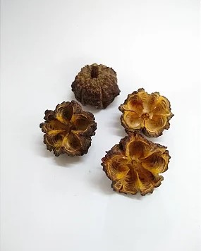 Brasiliocroton Mamoninha
