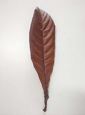 Folha de Nespereira
