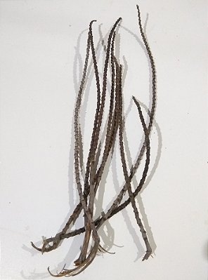 Haste de Palmeira
