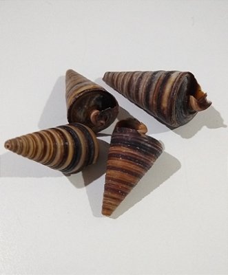Concha Telescopium