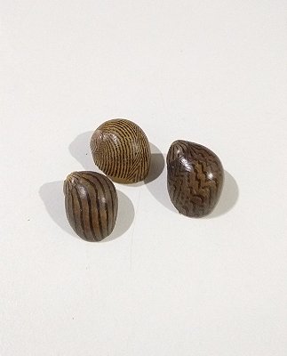 Concha Neritina Zebra