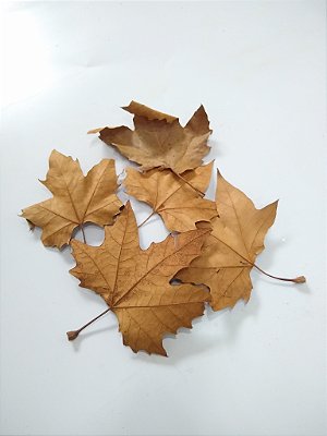 Folha Plátano