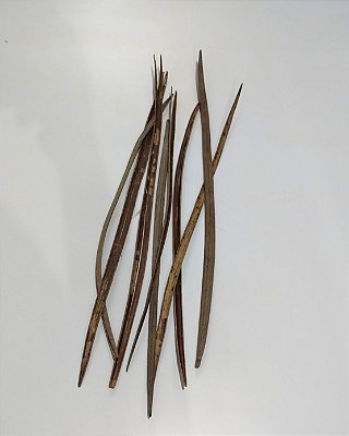 Vagem Leucanthum 10un