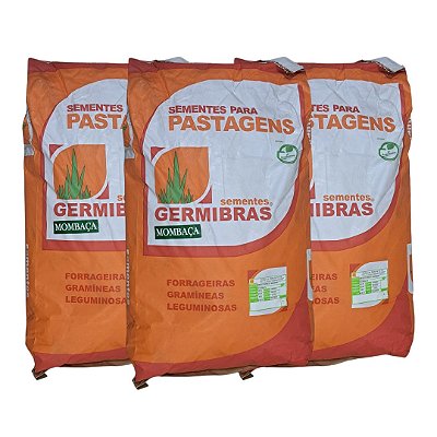 60kg Sementes de Capim Mombaça Panicum Maximum CV35 - Alta Produção para Pastagem