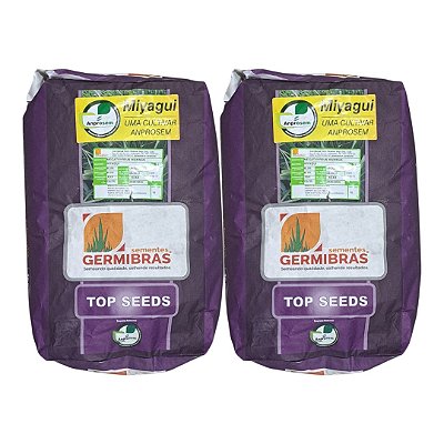 20kg Semente Panicum Maximum Miyagui - Ideal Para Pastagem