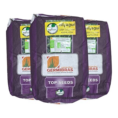 30kg Semente Panicum Maximum Miyagui - Ideal Para Pastagem