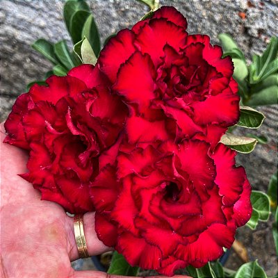 Rosa do Deserto - BRIDAL VERMELHA