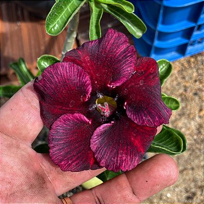 Rosa do Deserto - DONA MARIA