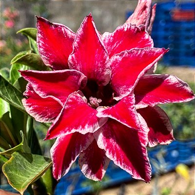 Rosa do Deserto - ESTRELINHA TRIPLA
