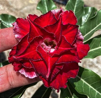 Rosa do Deserto - MISSISSIPI