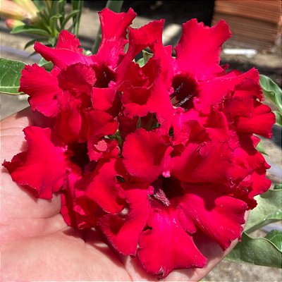 Rosa do Deserto - MISS RDMN
