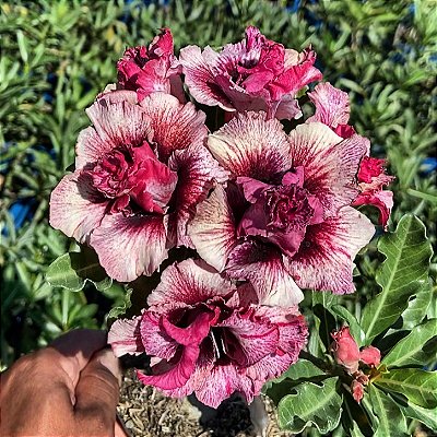Rosa do Deserto - SINHÁ MOÇA