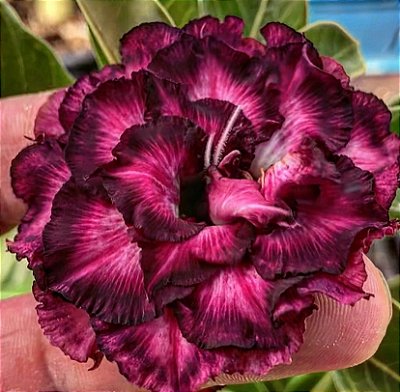 Rosa do Deserto - DUQUESA