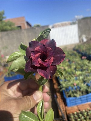 Rosa do Deserto - CREPÚSCULO