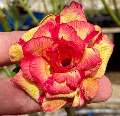 Rosa do Deserto - LESLIE