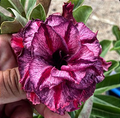 Rosa do Deserto - EXPLENDOR