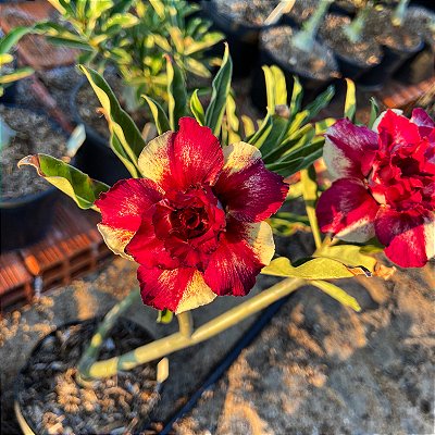 Rosa do Deserto - CARLOTA
