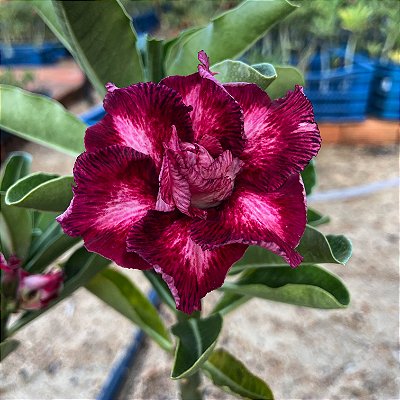 Rosa do Deserto - REALEZA