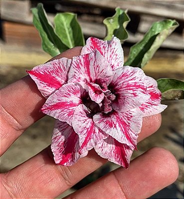 Rosa do Deserto - PANDORA