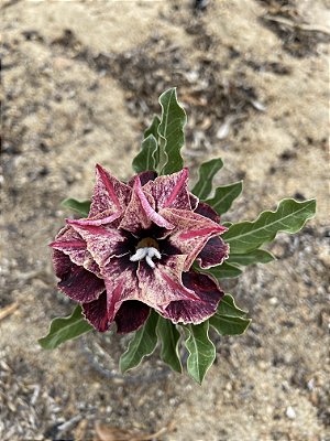 Rosa do Deserto - IMPERIAL