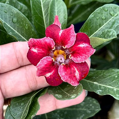 RD - Cavaleiro de Fogo