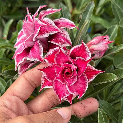 RD - Princesa Panchali