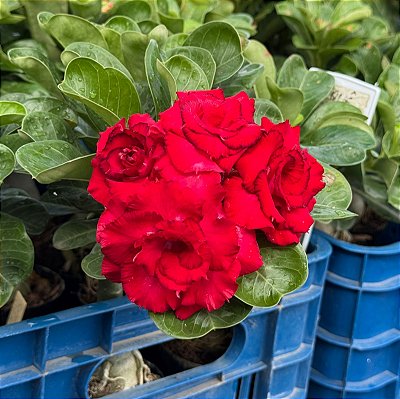 RD - Buquê Vermelho