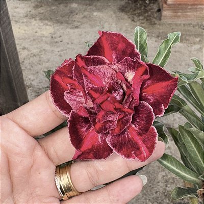 RD - Red Velt
